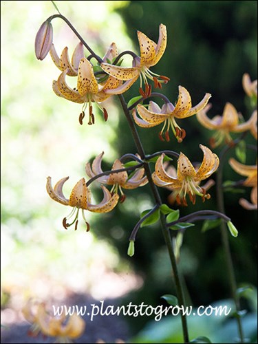 Mrs. R.O. Backhouse Martagon Lily
The straw to light orange flowers have a light magenta coloring on the back.